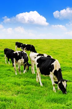 Cows on a green field and blue sky.