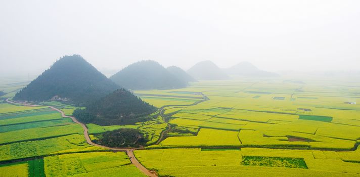 Canola field, rapeseed flower field with morning fog in Luoping, China.