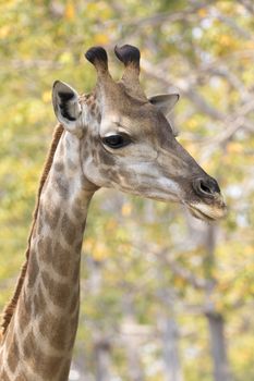 Image of a giraffe head on nature background. Wild Animals.