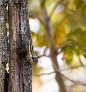 Image of Chipmunk small striped rodent. Wild Animals.