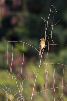 Image of golden weaver bird(Female) on the branch on nature background. Wild Animals.
