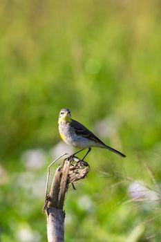 Image of Bird Eastern Yellow Wagtail (Motacilla tschutschensis)  Wild Animals.