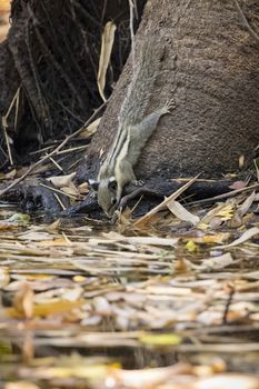 Image of chipmunk on the tree. Mammal