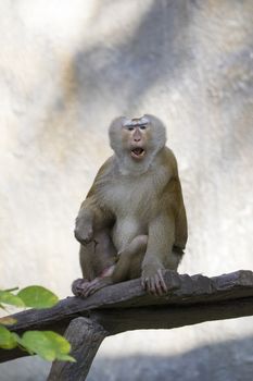 Image of a brown rhesus monkeys on nature background.