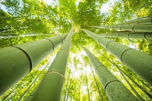 low angle view of bamboo forest