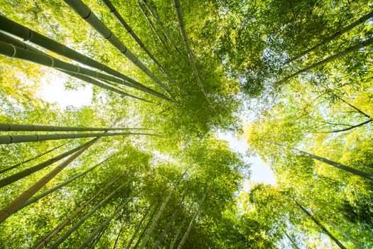 low angle view of bamboo forest