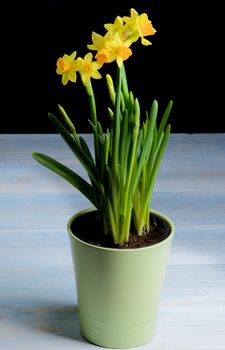 Bush Wild Yellow Daffodils with Buds in Green Flower Pot closeup Black and Blue Wooden background