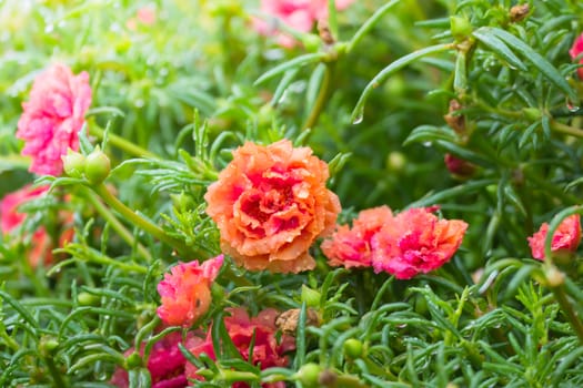 The background image of the colorful flowers, background nature