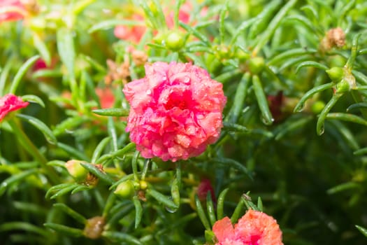 The background image of the colorful flowers, background nature