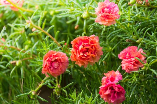The background image of the colorful flowers, background nature