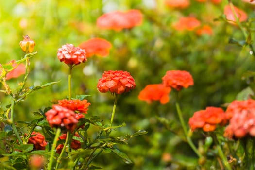 The background image of the colorful flowers, background nature