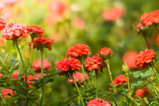 The background image of the colorful flowers, background nature