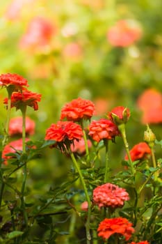 The background image of the colorful flowers, background nature