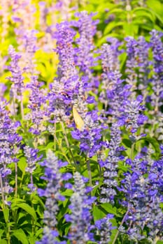 The background image of the colorful flowers, background nature