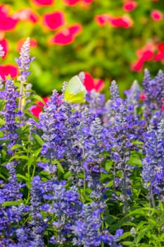 The background image of the colorful flowers, background nature