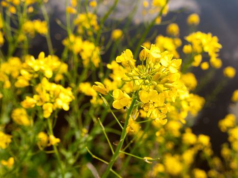 close up macro shot of rapeseed outside in the countryside of essex uk in england with no people and lots of yellow color gorgeous flower