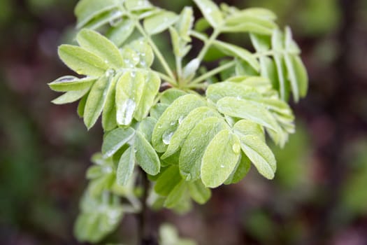 The leaves of the tree after the rain. Photo for your design.