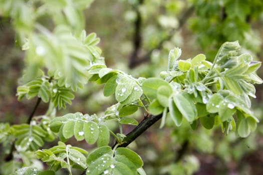 Leaves of the tree with dew. Photo for your design.