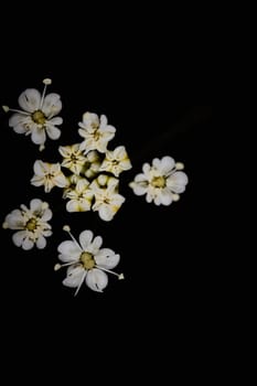 White flower from apiaceae family on a black background macro