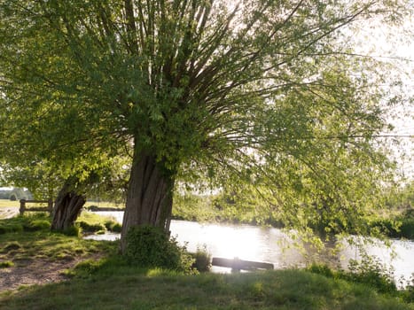 a tree at the side of a river in the countryside looking relaxing and beautiful with no people in essex uk peaceful and sunlit