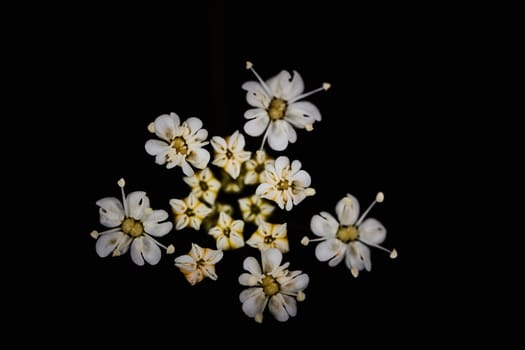 White flower from apiaceae family on a black background macro