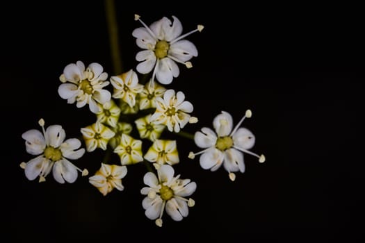 White flower from apiaceae family on a black background macro
