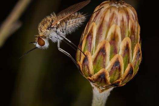 Mosquito sitting on a flower bud macro 