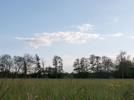 a beautiful treeline in the distance with a gap seen from the point of view of the grass level with no humans or people and a clear sky on a late summer's afternoon in the country