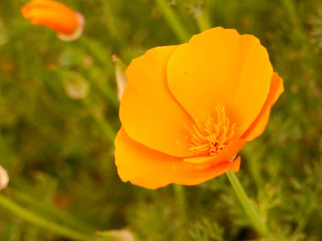orange flower head open up in sunlight in late summer afternoon bright colourful