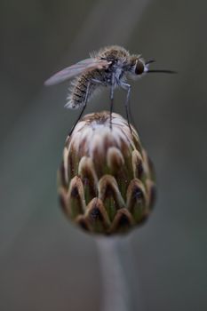 Mosquito sitting on a flower bud macro 