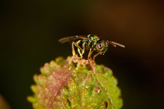 little green fly sitting on a flower