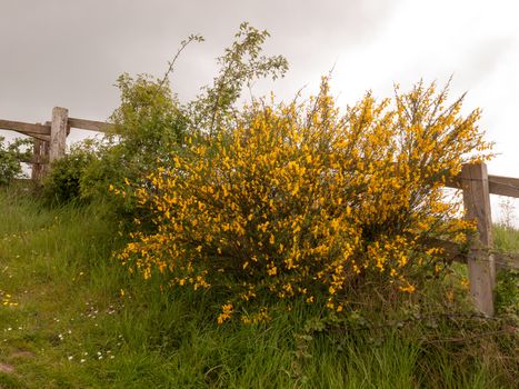 a wooden fence outside with lush gorse growing yellow buds on green on spring cloudy overcast day outside