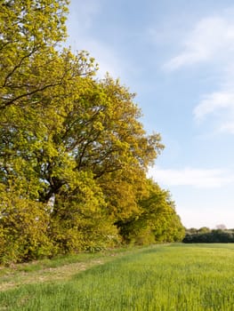 tree line outside in field farm sunshine beautiful light