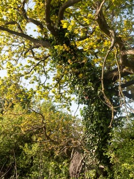 close up of a tree outside beautiful green oak lush pretty in spring light