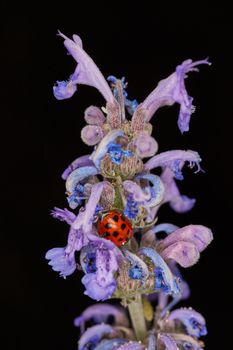 Coccinellidae bug on a violet plant macro photo