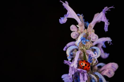 Coccinellidae bug on a violet plant macro photo