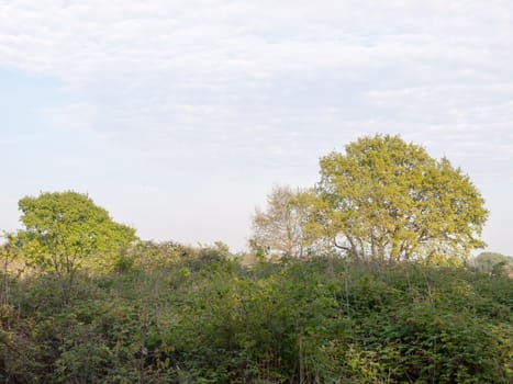 lush nature tree line outside conservation pretty peace in need or restoration spring day