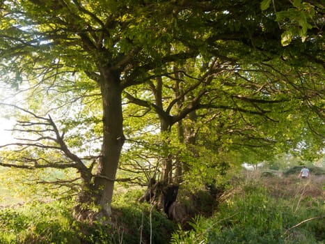 lovely growing green lush tree outside beautiful and peaceful with no people natural wonders spring day