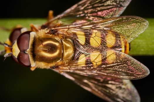 two hoverflys mating on a green plant