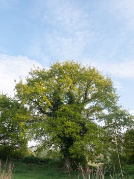 a lovely ripe tree fresh with green leaves nature beauty growing outside spring