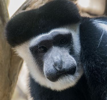 An up-close portrait of a black and white colobus monkey.