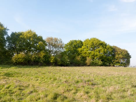 a nice country tree line lush growing green in a field on a peaceful sunny day outside gorgeous