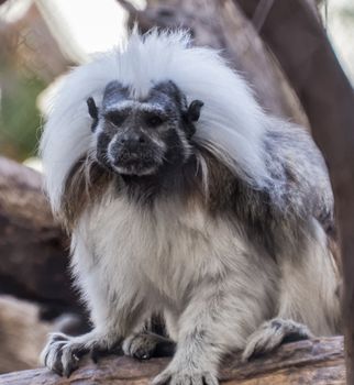 A cotton-top tamarin sits in a tree observing people.