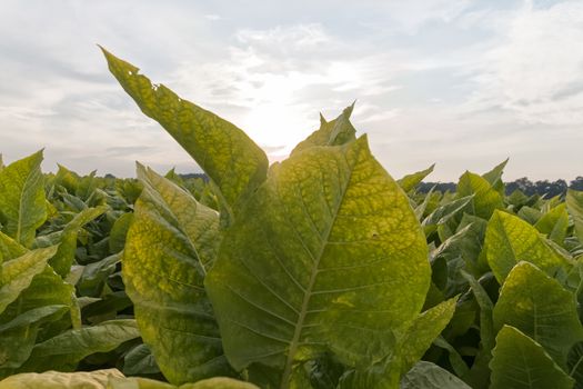 A close look at tobacco leaves on a Kentucky farm.