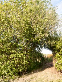 a pathway through a meadow with tree archway wonderful journey walking through country spring and summer