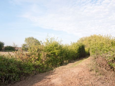 a pathway through a meadow with tree archway wonderful journey walking through country spring and summer