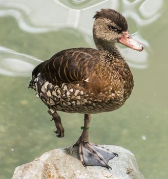 An aquatic bird stands on a rock with one leg up.