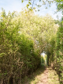 a pathway through a meadow with tree archway wonderful journey walking through country spring and summer natural light
