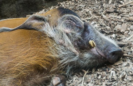 A red river hog sleeps peacefully on the ground.