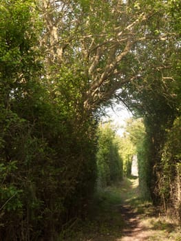 a pathway through a meadow with tree archway wonderful journey walking through country spring and summer natural light heaven wonder